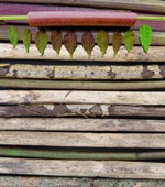 Jeu végétal 1